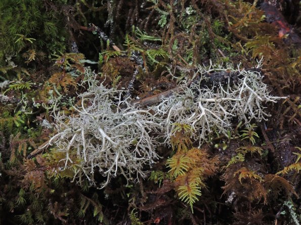 coral-lichen-sphaerophorus-among-moss
