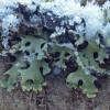 family-pannariaceae