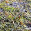 lichens