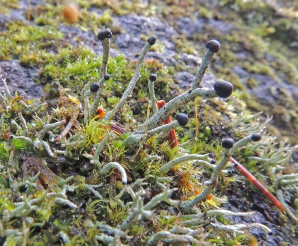 matchstick-lichen-mendenhall-campground