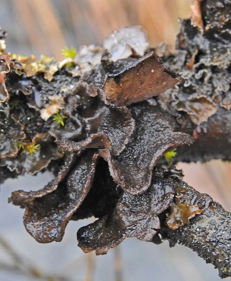 moon-lichen-sticta-