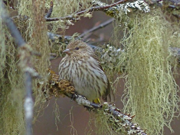 pine-siskin-with-lichens
