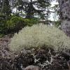 reindeer-lichens-cladina-a-sub-genus-of-cladonia-