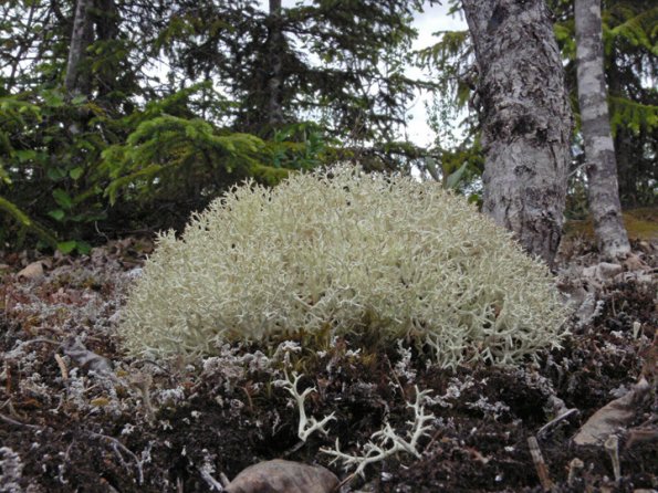 reindeer-lichens-cladina-a-sub-genus-of-cladonia-