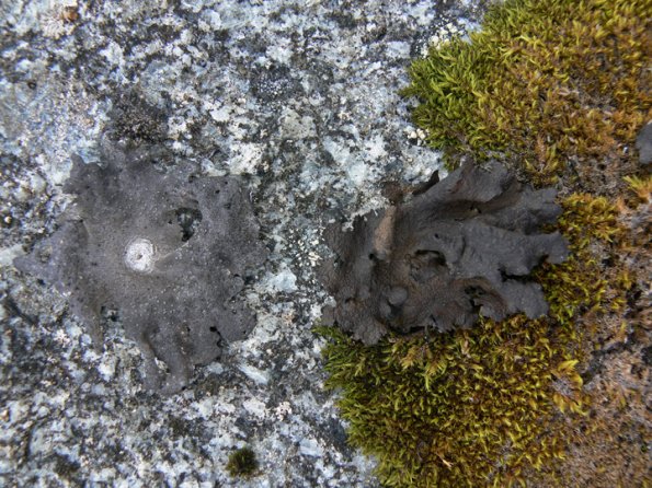 rock-tripes-umbilicaria-