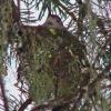 rufous-hummingbird-on-nest-apr-27