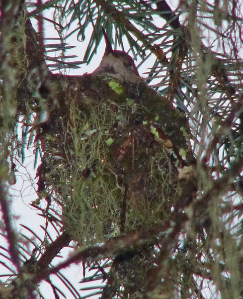 rufous-hummingbird-on-nest-apr-27