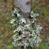shield-lichen-parmelia-