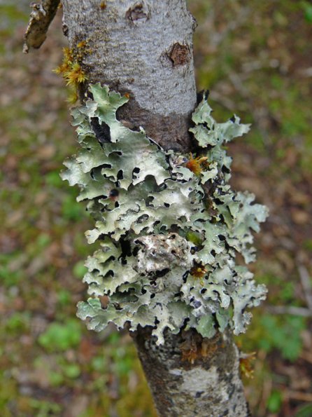 shield-lichen-parmelia-