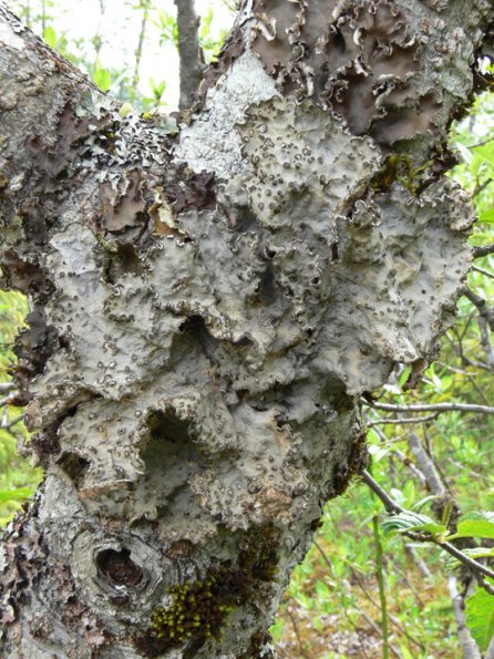 specklebelly-lichen-pseudocyphellaria-
