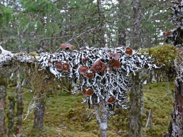 tube-lichen-2-hypogymnia-