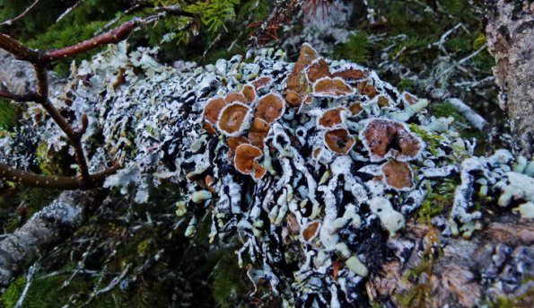 tube-lichen-showing-apothecia