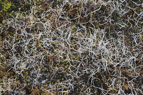 whiteworm-lichens-2-thamnolia-