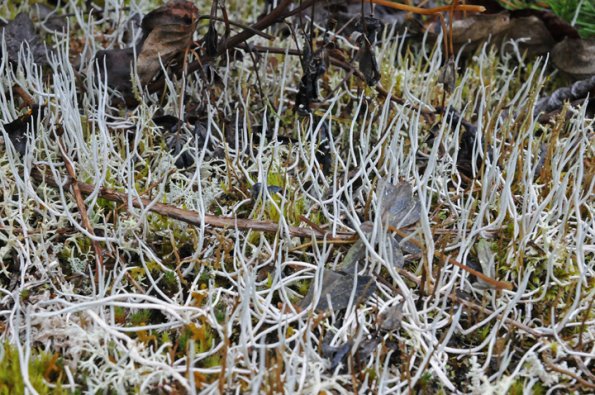 whiteworm-lichens-thamnolia-