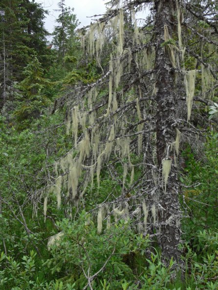 witch-s-hair-lichens-alectoria-