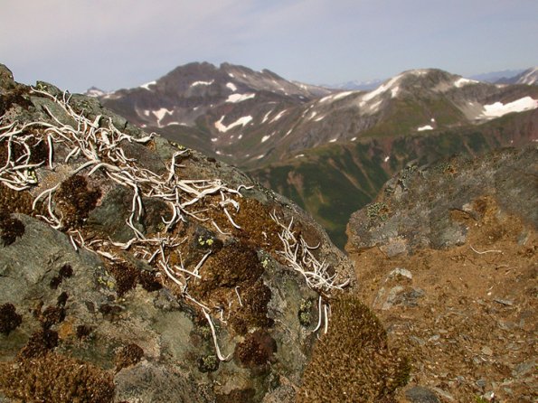 worm-lichen-on-mt-gastineau