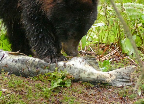 Black-Bear-ISO-3200-800-mm-Intelligent-zoom