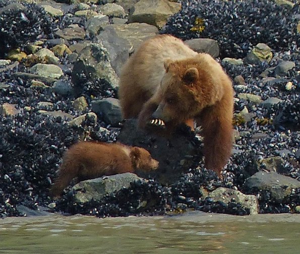 Brown-Bear-2-with-cub-Glacier-Bay