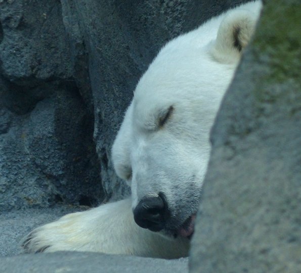 Polar-Bear-Alaska-Zoo-sleeping