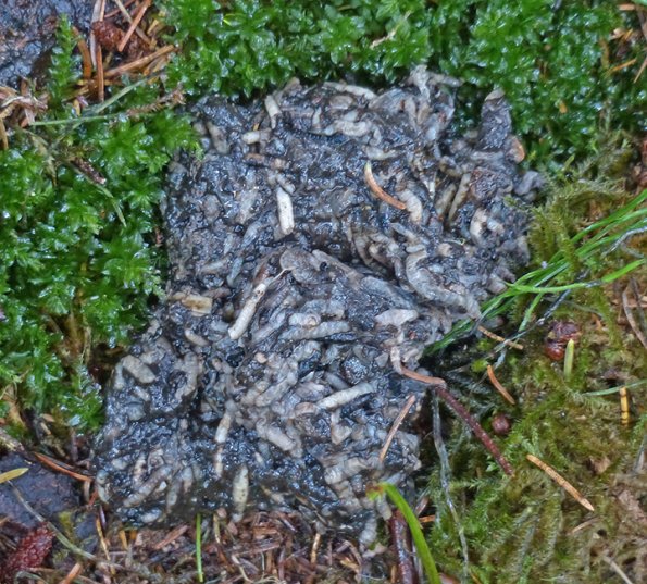 bear-scat-showing-mostly-maggots-from-salmon-carcass
