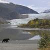 black-bear-and-mendenhall-glacier-in-fall