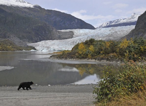 black-bear-and-mendenhall-glacier-in-fall
