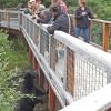 black-bear-and-people-salmon-viewing-area-mendenhall
