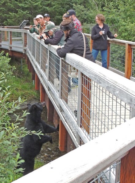 black-bear-and-people-salmon-viewing-area-mendenhall