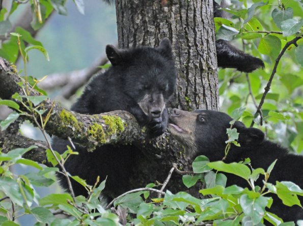 black-bear-cubs-playing-1