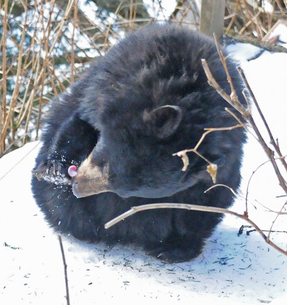 black-bear-december-21-juneau
