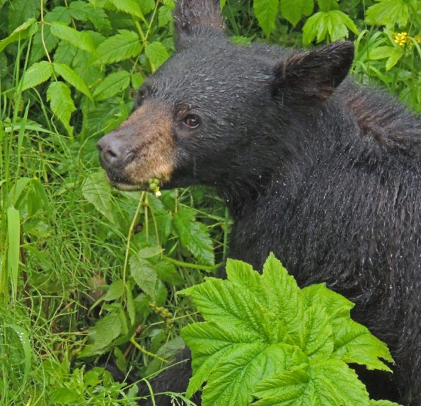 black-bear-eating-in-the-rain