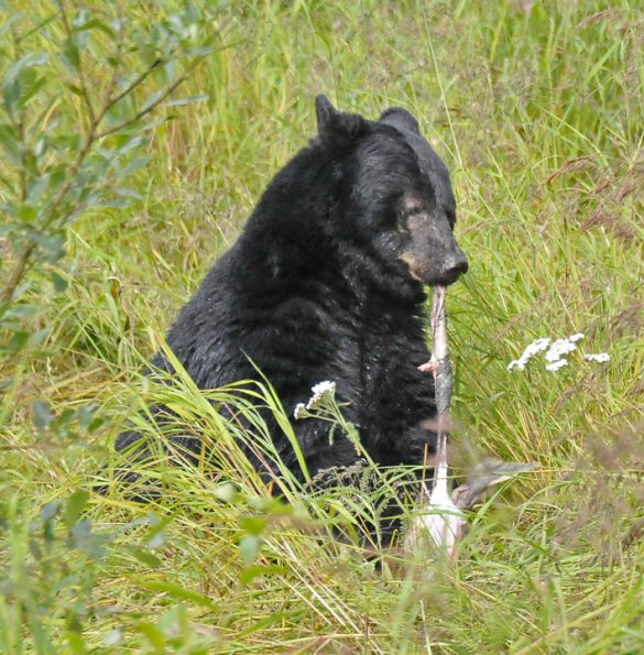 black-bear-eating-salmon