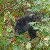 black-bear-feeding-on-european-mtn-ash-berries