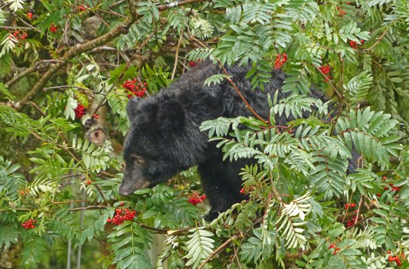 black-bear-feeding-on-european-mtn-ash-berries