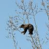 black-bear-in-cottonwood-tree-1