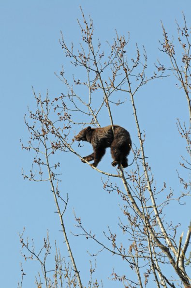 black-bear-in-cottonwood-tree-1