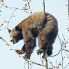 black-bear-in-cottonwood-tree-2