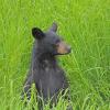 black-bear-in-the-rain
