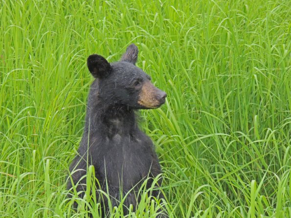 black-bear-in-the-rain