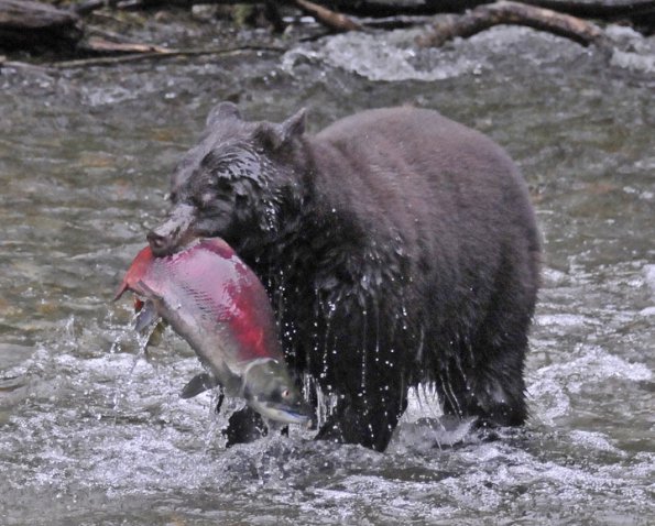 black-bear-large-with-sockeye-salmon
