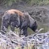black-bear-looking-for-fish-on-beaver-dam