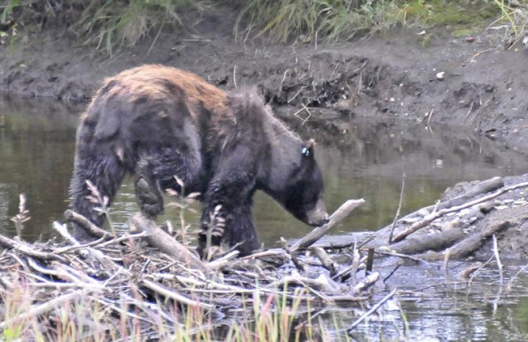 black-bear-looking-for-fish-on-beaver-dam
