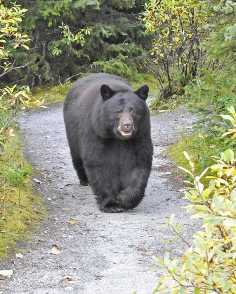 black-bear-meeting-her-on-the-trail