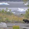 black-bear-old-with-icebergs