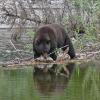 black-bear-on-beaver-dam-with-fish