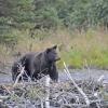 black-bear-on-beaver-dam