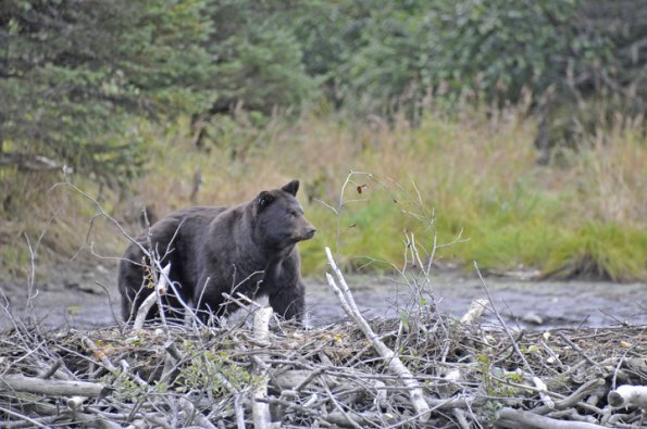 black-bear-on-beaver-dam