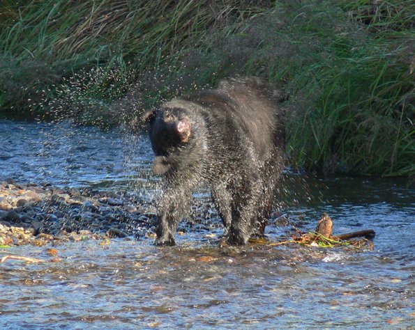 black-bear-shaking-water-off