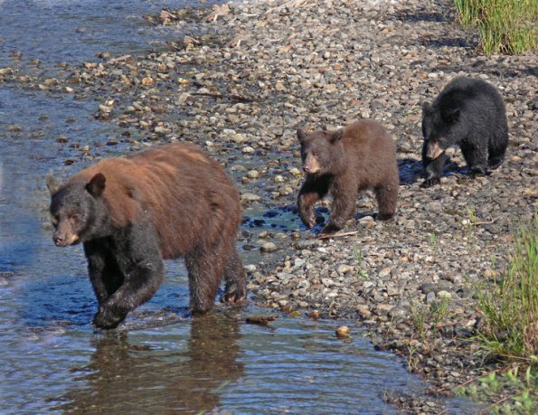 black-bear-sow-with-cubs