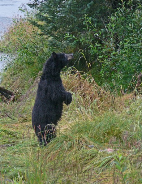 black-bear-standing